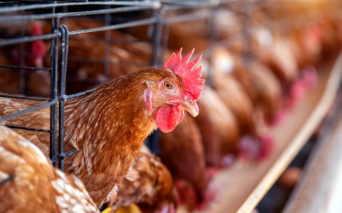 Animal Husbandry