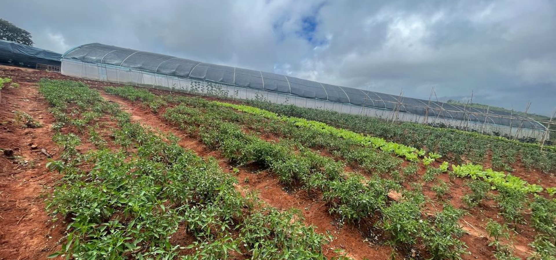 Wholesale of Agro-Products